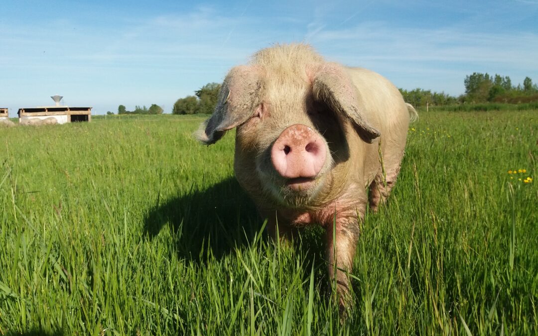 Cochon du marais, St Jean de Monts