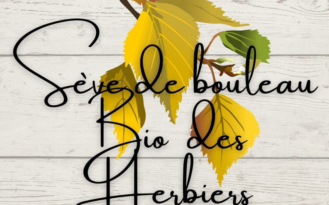 Au cabas fermier, sèves de bouleau ! Les Herbiers