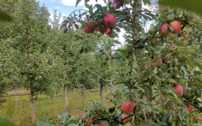 Terre de Brunetière – Pommes – Nieul-le-Dolent