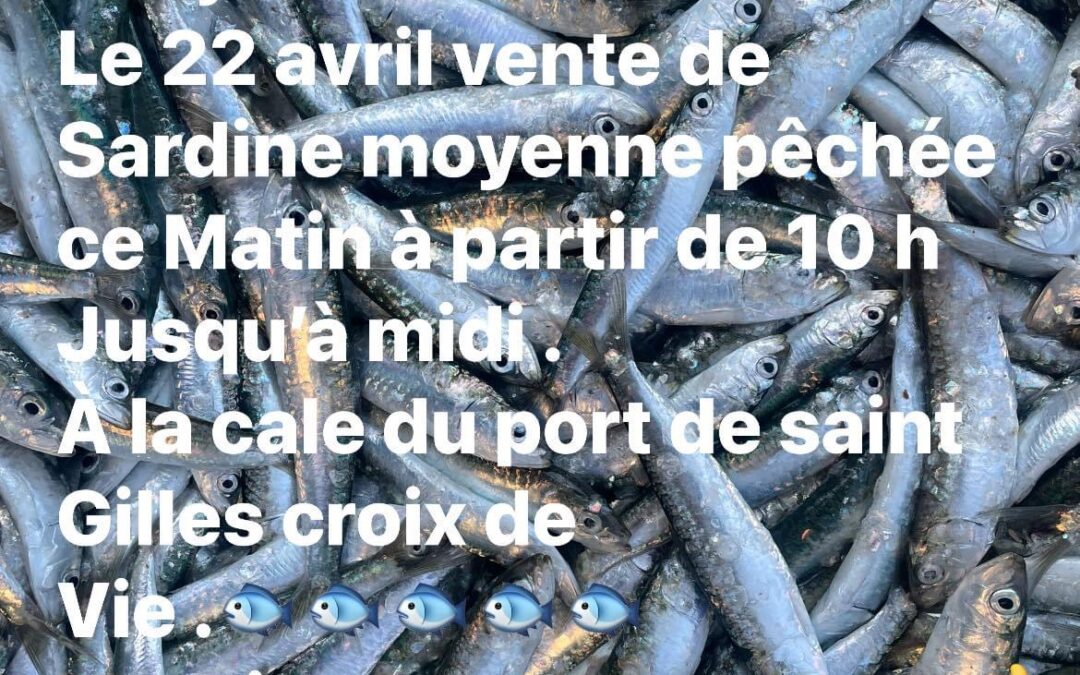 Saint-Gilles Croix de Vie, Sardine , Aujourd’hui lundi 22 !!!
