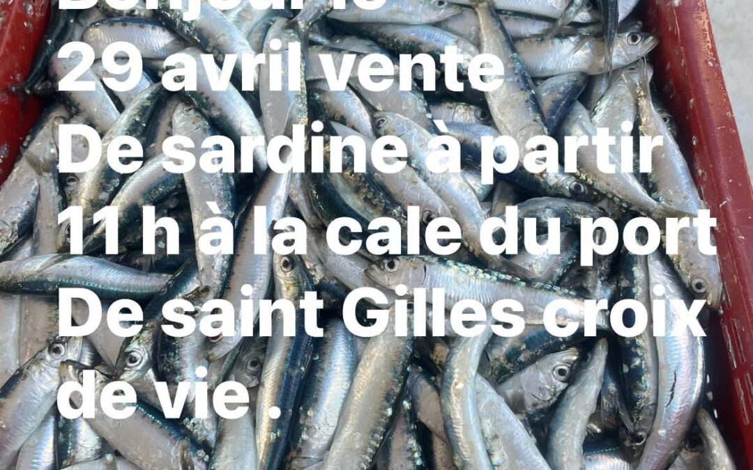 Saint-Gilles croix de Vie, Sardine, P’tit lou