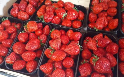 Marché du Poiré sur Vie, promo fraise, la Goichoniere, ce matin