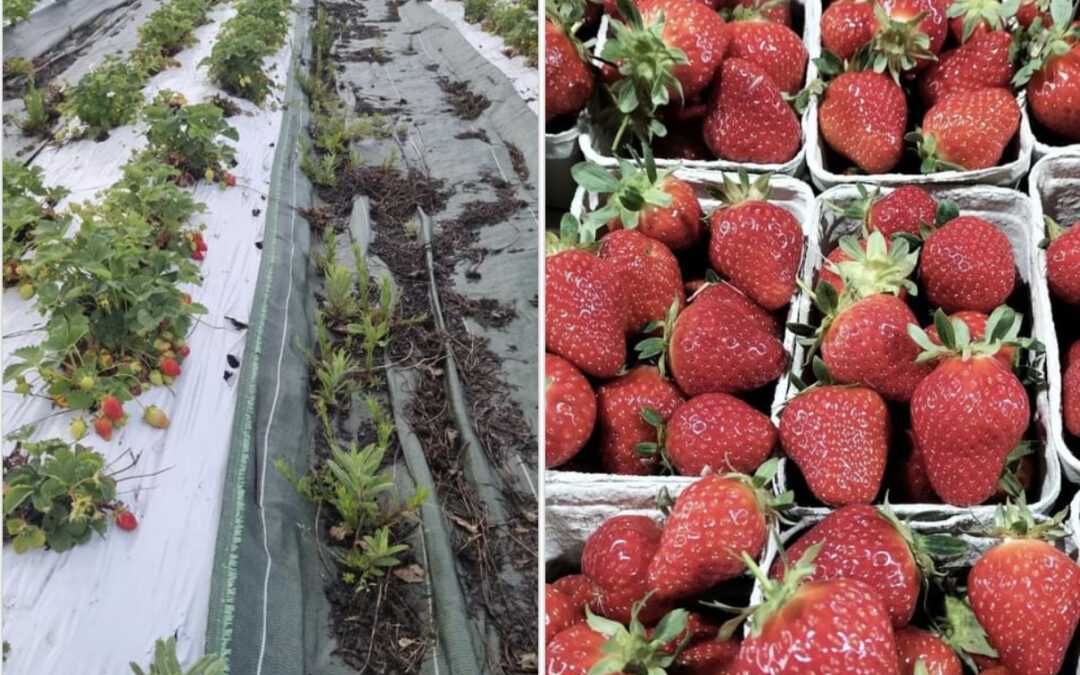 Nieul-le-Dolent, Fraises, terre de brunetiere