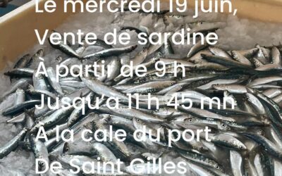 Saint-Gilles Croix de Vie, Sardines, P’tit Lou, ce Matin !!!