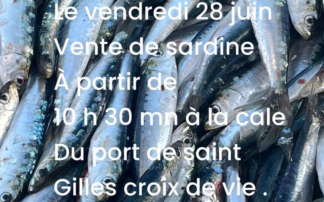 St Gilles Croix de Vie, Sardine, P’tit Lou. Ce matin !!!