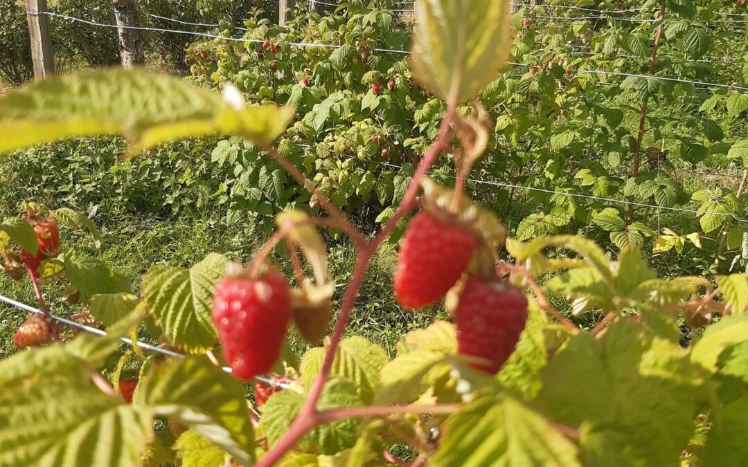 Les Herbiers, cueillette framboise, Manodelys