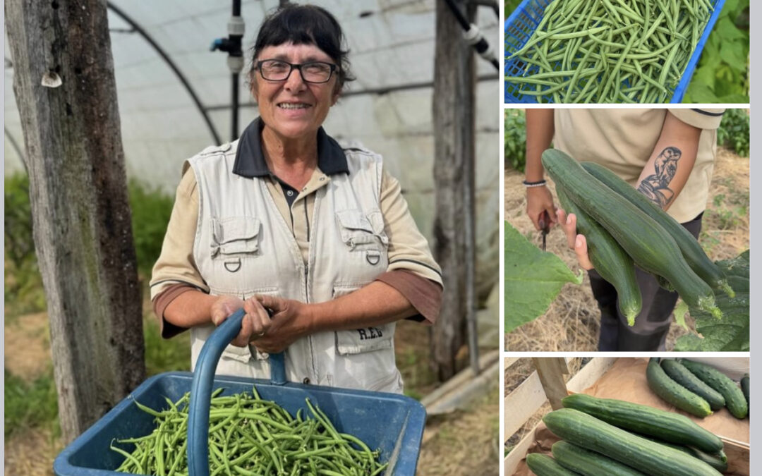 Challans, Légumes, marche d’Esnov